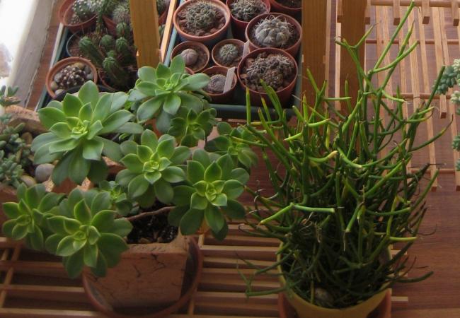 Name:  2011-12-12 aeonium kiwi euphorbia tirucali.jpg
Views: 1862
Size:  52.6 KB