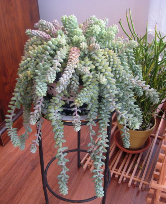 Name:  2011-12-12 sedum burrito k.jpg
Views: 2972
Size:  74.5 KB
