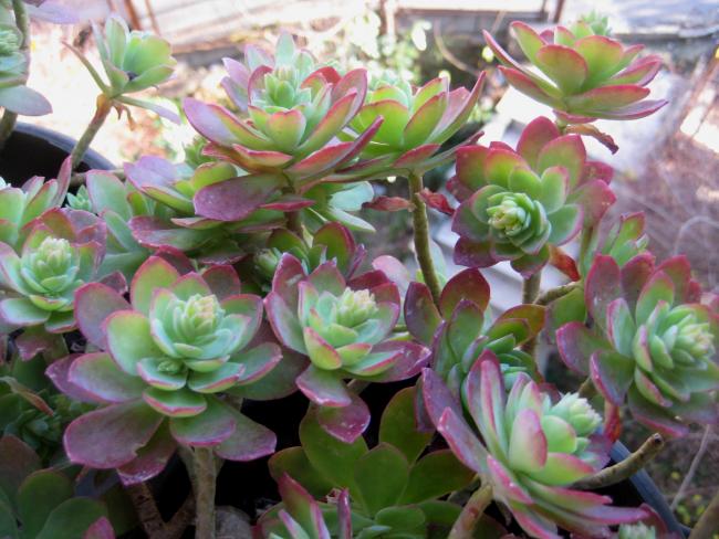 Name:  2011-12-12 SEDUM PALMER KI.jpg
Views: 1689
Size:  55.4 KB