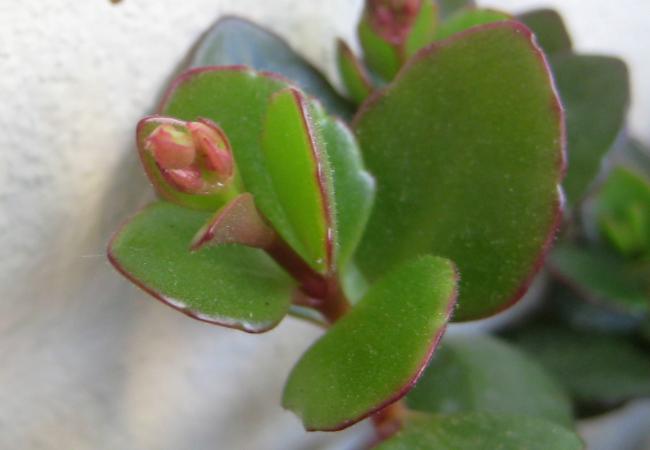 Name:  2011-12-12 KALANCHOE TK BELL.jpg
Views: 1803
Size:  23.7 KB