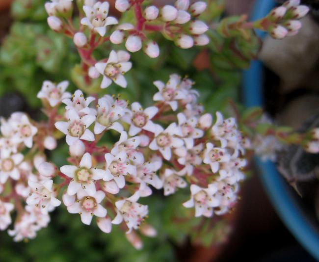 Name:  2011-12-12 crassula rupestris iek.jpg
Views: 1669
Size:  43.5 KB