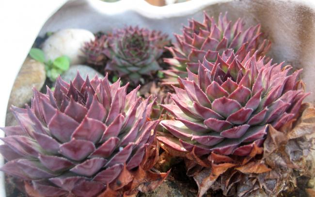 Name:  2011-12-12 195 sempervivum k.jpg
Views: 1254
Size:  47.6 KB