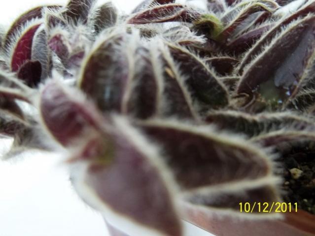 Name:  100_1417.jpg
Views: 831
Size:  36.8 KB
