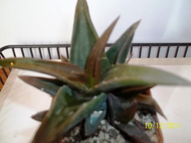 Name:  100_1421.jpg
Views: 819
Size:  25.5 KB