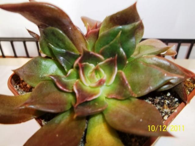 Name:  100_1425.jpg
Views: 821
Size:  36.9 KB