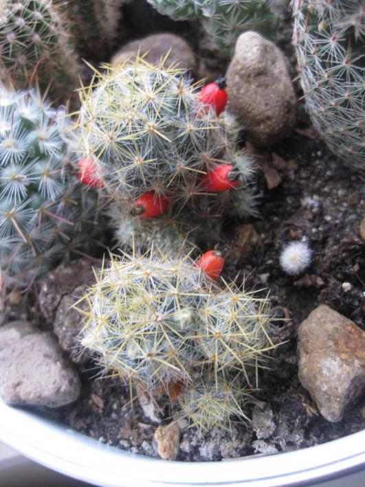 Name:  IMG_4734.jpg
Views: 1204
Size:  76.1 KB
