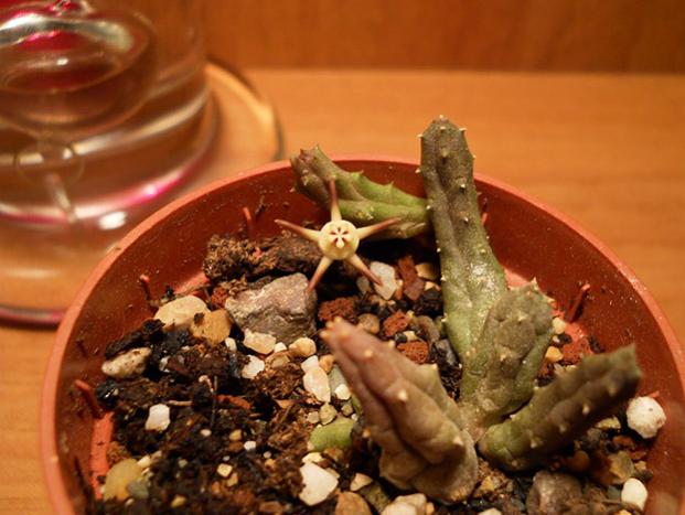 Name:  duvalia parviflora 1.jpg
Views: 1132
Size:  45.5 KB