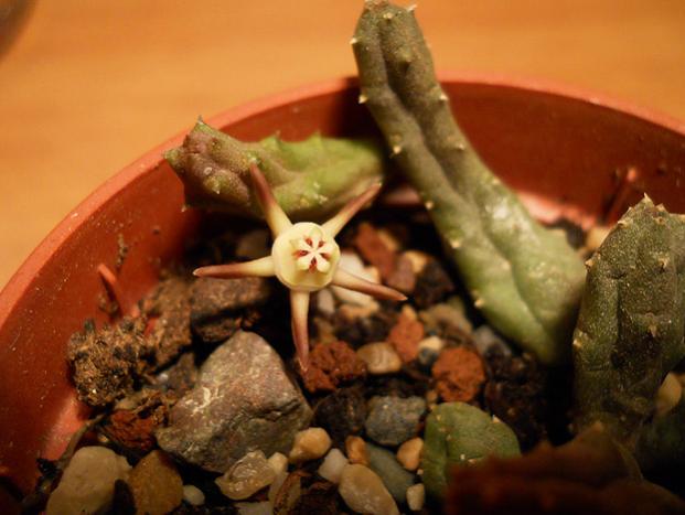 Name:  duvalia parviflora 2.jpg
Views: 1101
Size:  38.2 KB