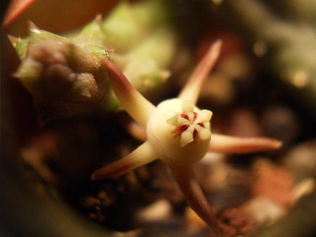 Name:  duvalia parviflora 3.jpg
Views: 1049
Size:  25.1 KB