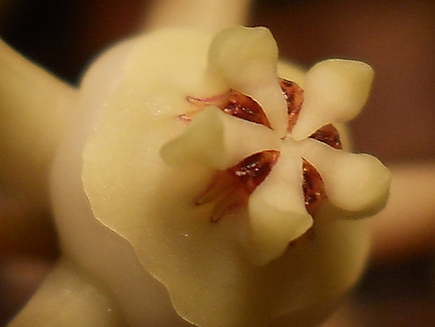 Name:  duvalia parviflora gobek.jpg
Views: 1029
Size:  60.1 KB