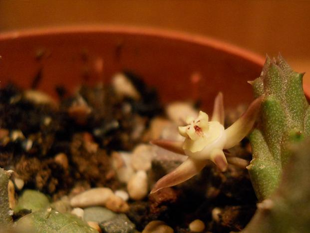 Name:  duvalia parviflora 4.jpg
Views: 1047
Size:  31.2 KB