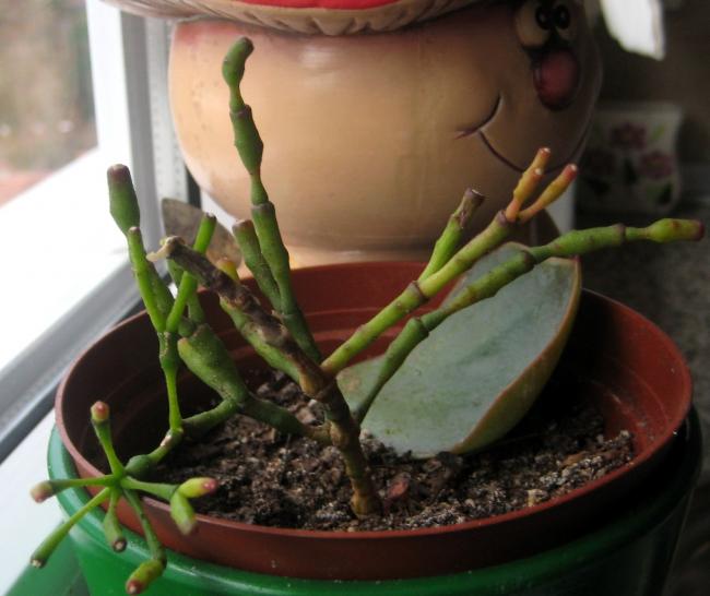 Name:  2011-12-19 Hatiora salicornioides 006.jpg
Views: 1381
Size:  40.0 KB