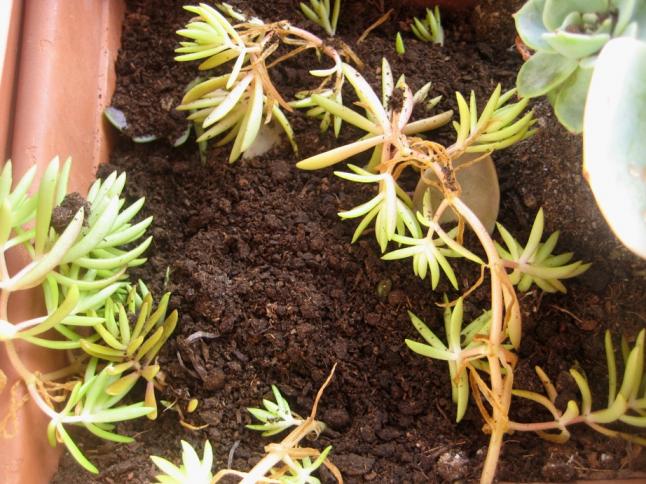 Name:  2011-12-19 sedum.jpg
Views: 1153
Size:  70.4 KB