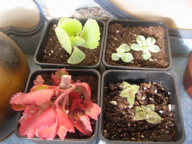 Name:  2011-12-19 BTKLERM sukkulent elik.jpg
Views: 1328
Size:  55.9 KB