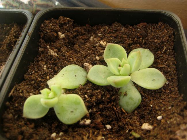 Name:  2011-12-19 echeveria.jpg
Views: 1298
Size:  55.9 KB
