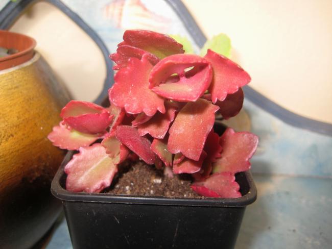 Name:  2011-12-19 Kalanchoe longifolia.jpg
Views: 1337
Size:  34.5 KB