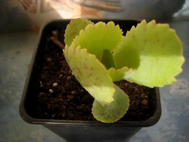 Name:  2011-12-19 kalanchoe marmorata.jpg
Views: 1401
Size:  29.6 KB