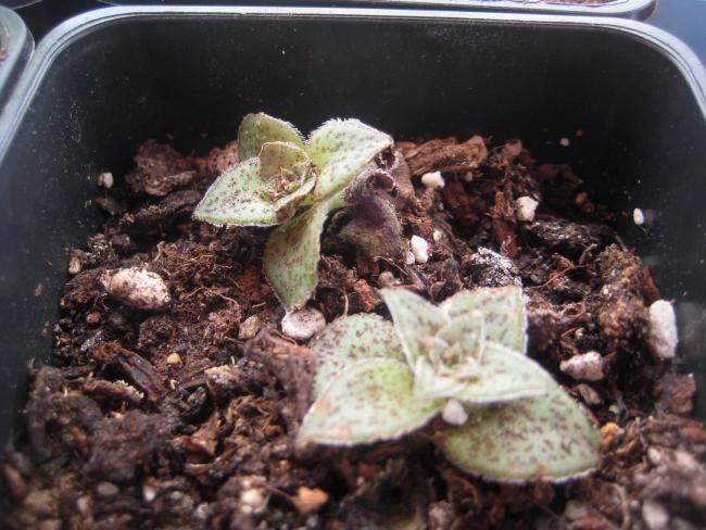 Name:  2011-12-19 Crassula exilis.jpg
Views: 1310
Size:  55.5 KB