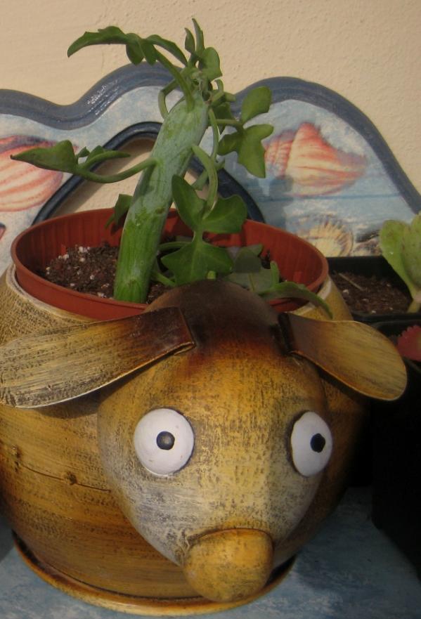 Name:  2011-12-19 Senecio articulatus.jpg
Views: 1122
Size:  65.9 KB