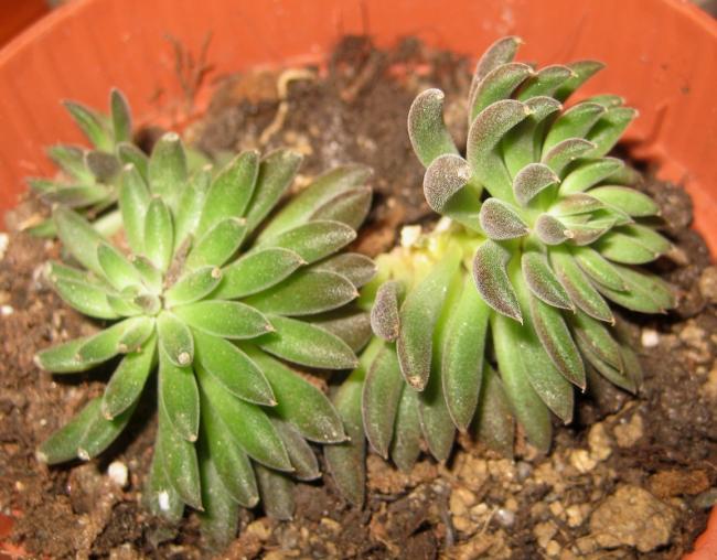 Name:  001 sinocrassula yunnanensis minik.jpg
Views: 1509
Size:  54.9 KB