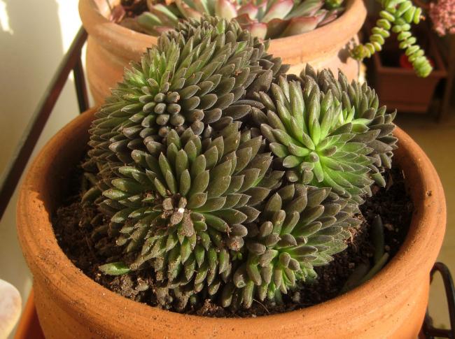 Name:  2011-12-19 sinocrassula yunnanensis.jpg
Views: 1513
Size:  63.1 KB