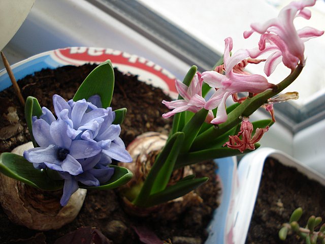 Name:  DSC03683.jpg
Views: 1700
Size:  62.6 KB