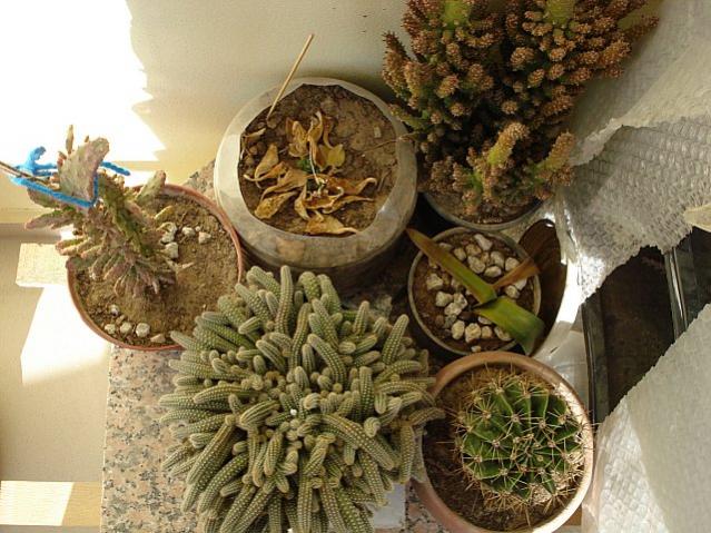 Name:  DSC03735.jpg
Views: 2070
Size:  65.0 KB