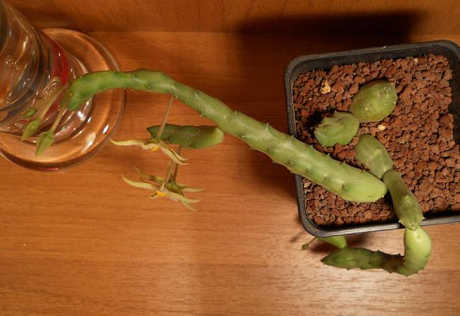 Name:  Piaranthus geminatus 1.jpg
Views: 1981
Size:  44.4 KB