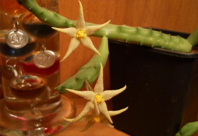 Name:  Piaranthus geminatus 2.jpg
Views: 1909
Size:  31.0 KB