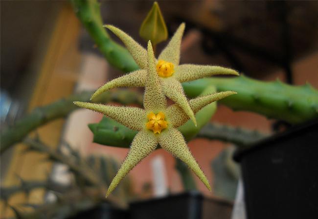 Name:  Piaranthus geminatus 3.jpg
Views: 1899
Size:  28.7 KB