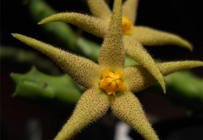 Name:  Piaranthus geminatus 4.jpg
Views: 1992
Size:  34.9 KB
