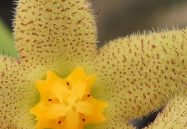 Name:  Piaranthus geminatus 5.jpg
Views: 1868
Size:  47.9 KB
