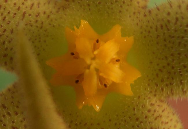 Name:  Piaranthus geminatus 6.jpg
Views: 1846
Size:  24.6 KB