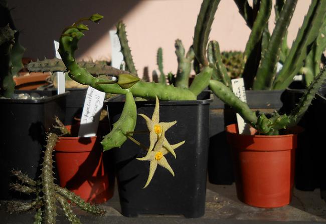 Name:  Piaranthus geminatus 7.jpg
Views: 1963
Size:  39.5 KB