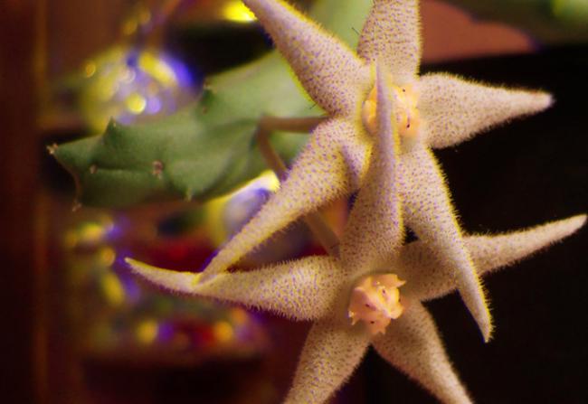 Name:  Piaranthus geminatus 3D.jpg
Views: 1849
Size:  31.2 KB