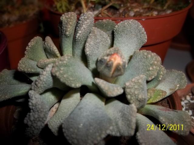 Name:  100_1521.jpg
Views: 1093
Size:  38.0 KB