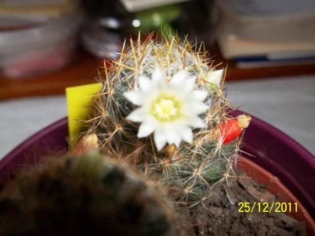Name:  100_1531.jpg
Views: 1180
Size:  32.9 KB