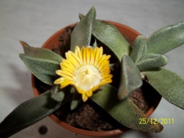 Name:  100_1530.jpg
Views: 1072
Size:  30.8 KB