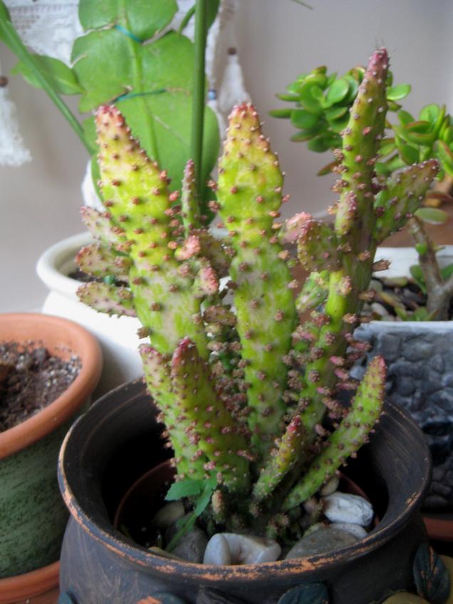 Name:  2011-12-30 010.jpg
Views: 1311
Size:  70.1 KB