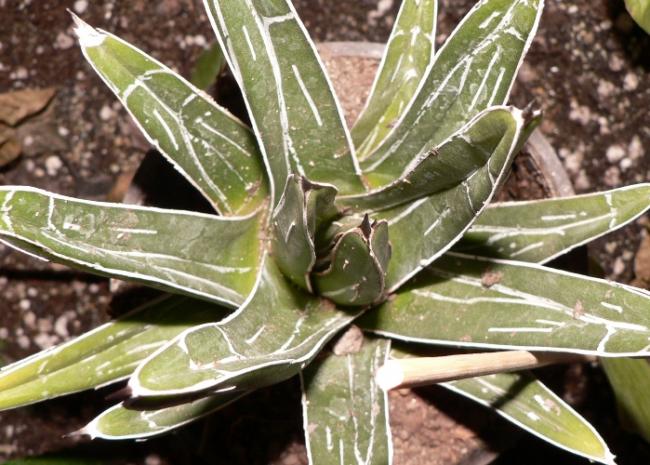 Name:  A. victoria-reginae f. caespitosa.jpg
Views: 1142
Size:  60.0 KB