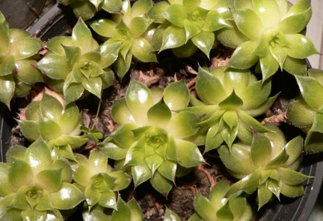 Name:  Echeveria.jpg
Views: 1602
Size:  51.8 KB