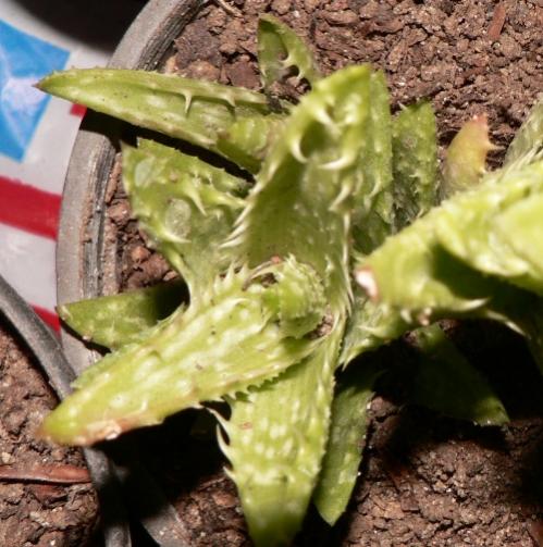 Name:  Aloe jucunda.jpg
Views: 1222
Size:  48.7 KB