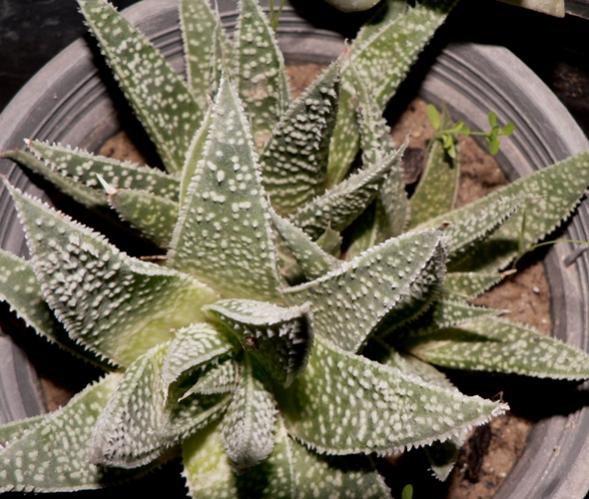 Name:  aloe descoingsii.jpg
Views: 1471
Size:  58.9 KB