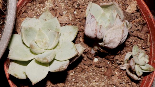Name:  echeveria perle von nurnberg.jpg
Views: 1229
Size:  45.5 KB