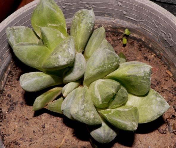 Name:  haworthia cuspidata.jpg
Views: 1780
Size:  52.1 KB