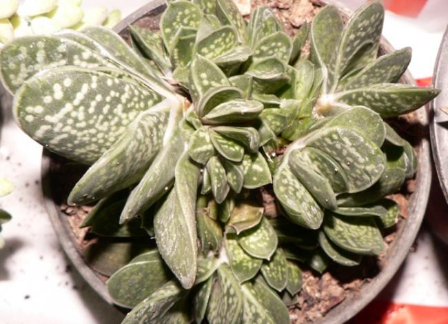 Name:  dwarf gasteria.jpg
Views: 1801
Size:  56.7 KB