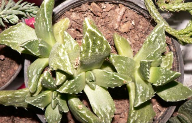 Name:  faucaria tuberculosa.jpg
Views: 1212
Size:  56.7 KB