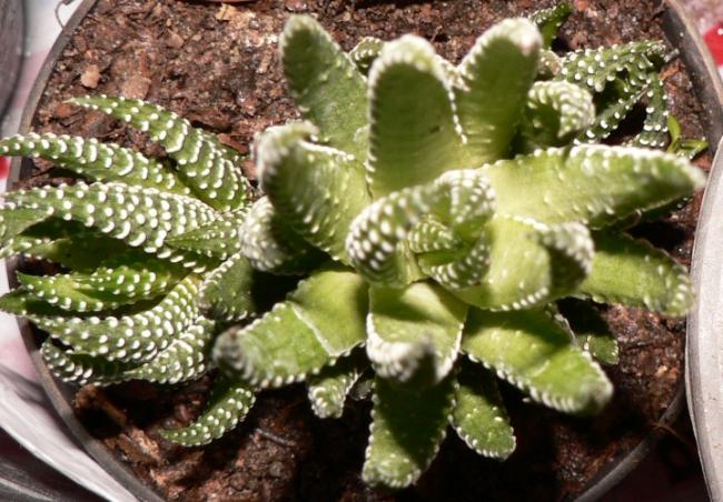 Name:  haworthia attebuata.jpg
Views: 1275
Size:  62.7 KB