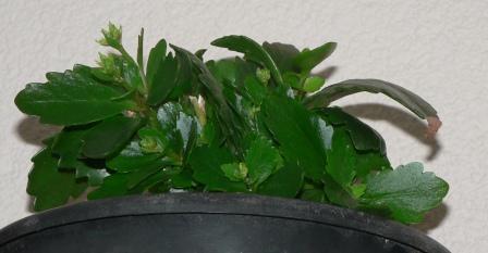 Name:  P1240148.JPG
Views: 1092
Size:  22.2 KB