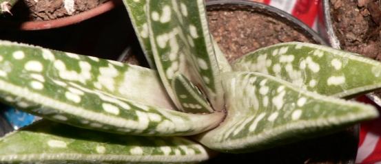 Name:  aloe variegata.jpg
Views: 2158
Size:  25.1 KB